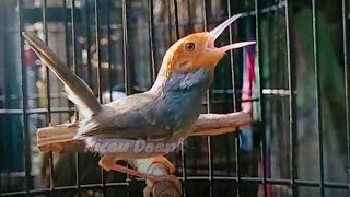 BURUNG PRENJAK SEMI KLAWU GACOR COR, Untuk Pancing Prenjak Bahan