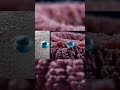 LUNGS: THE RAPID pH REGULATOR — ADJUSTING BLOOD ACIDITY FASTER THAN THE KIDNEYS