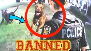 Dog breeds banned by home insurance companies!!! by Paws Channel 2,109 views 1 month ago 6 minutes, 9 seconds