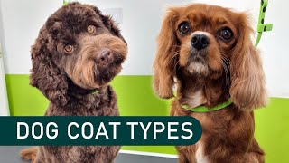 To clip or not to clip?  Dog coat types explained