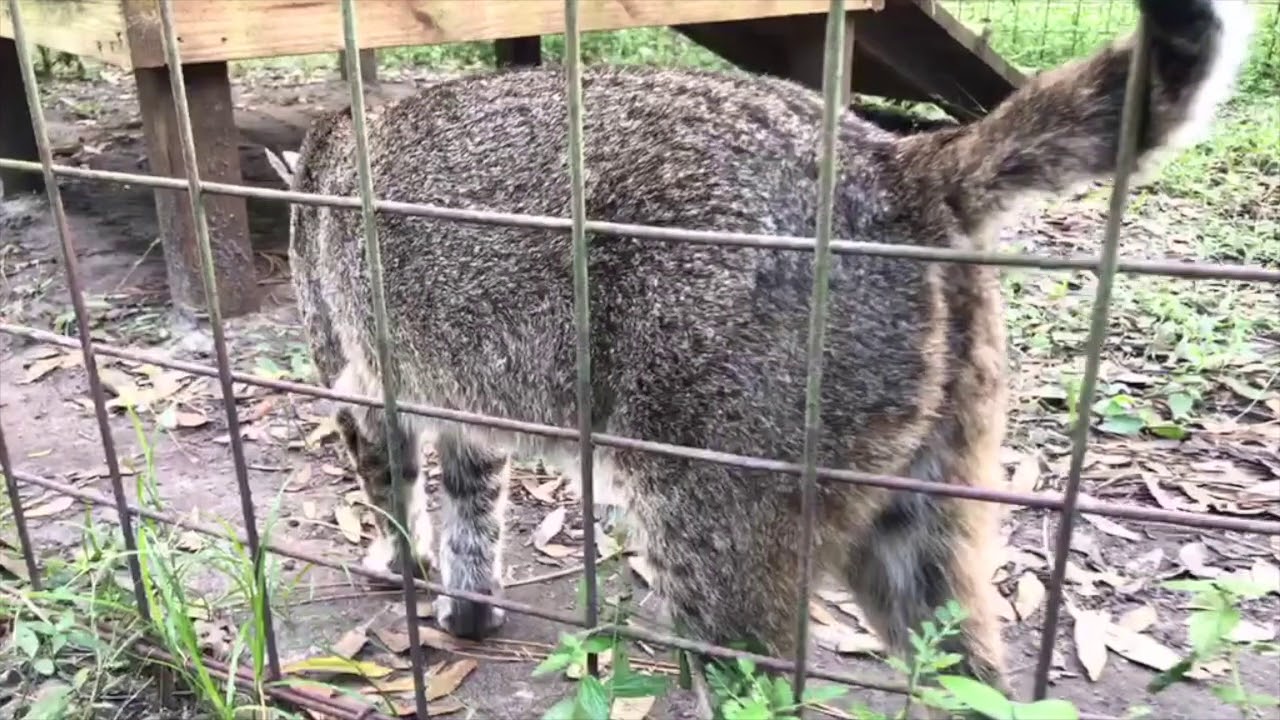 leopard print Wildcat Walkabout Big Cat Rescue Nov 3 2017