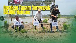 Gerakan Tanam Serempak 50.000 Hektare Gerakan Tanam Serempak 50.000 Hektare