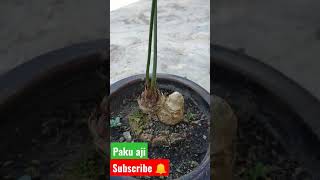 pokok paku aji