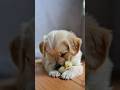 #cute #puppy #pets