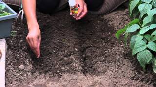 How to Start Marigolds From Seeds : The Chef's Garden