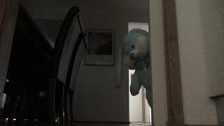 Easter Bunny caught on camera! Wealth