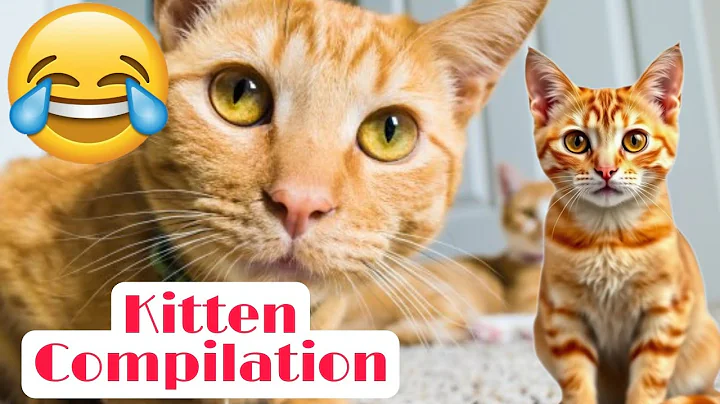 Watch the video about Kitten Compilation #cat @Perfectkitty2
