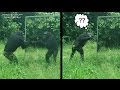 Female chimpanzee perplexed by mirror properties | une femelle chimpanzé perplexe devant son reflet