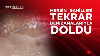 Mersin sahilleri denizanalarıyla doldu