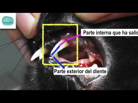 Video: Fractura De Diente En Gatos