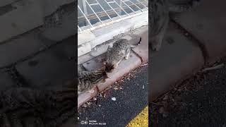 Yiyen Bilgi Wathsap 0535 576 48 47