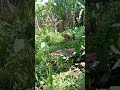 Mag harvest  ta ug Gabi (taro) / INDZAI 