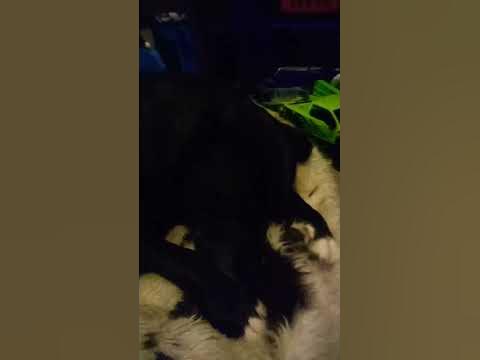 my cute doggo:) - YouTube