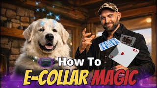 The E-Collar Method That Makes Dog Training Easy screenshot 5