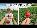 BERRY PICKING SEASON IN NEW ZEALAND /// JULIANS BERRY FARM