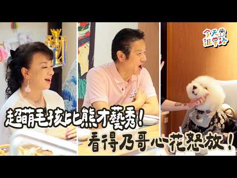 超萌毛孩各種才藝都難不倒！看得乃哥心花怒放！【#今天誰帶路】EP9 Part2 翁倩玉