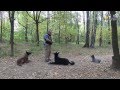 Training a German Shepherd, a Malinois, a Cattle Dog | Teaching tricks