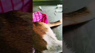 ഞാൻ അമ്മു 🥰