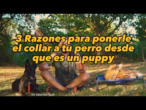 Video: ¿Deberías ponerle un collar a un cachorro?