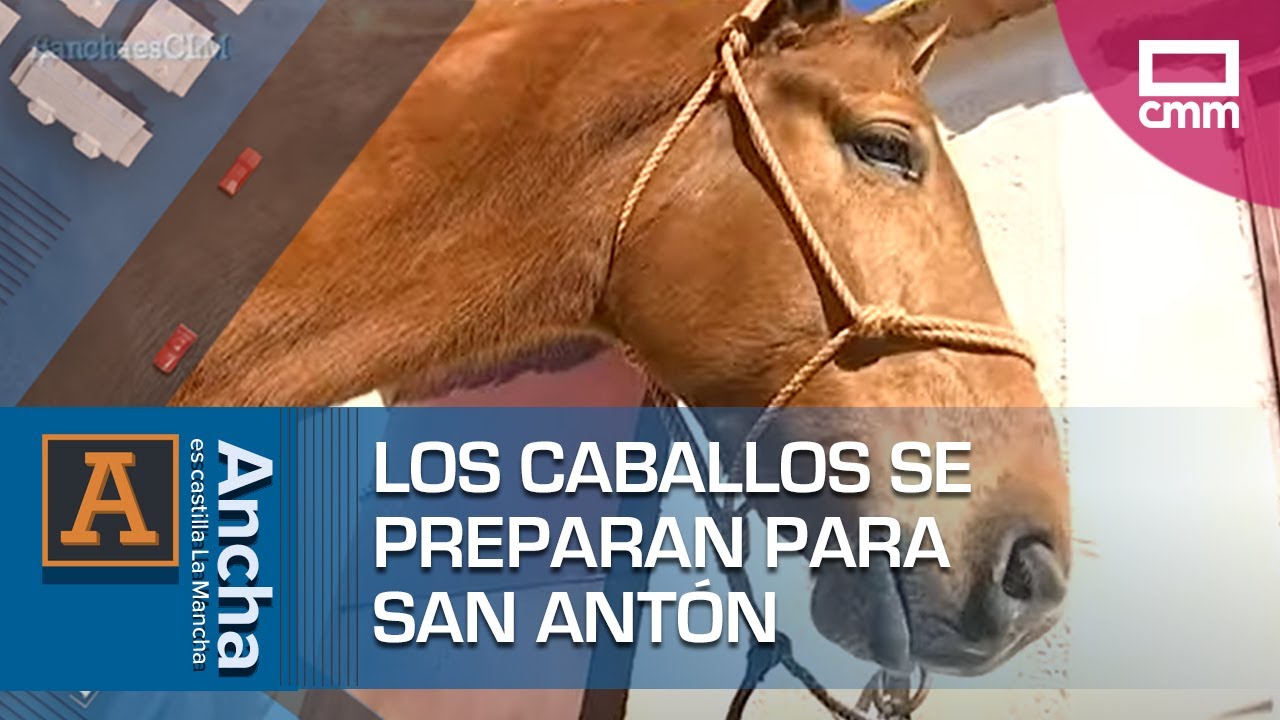 Los caballos se preparan para San Antón | Ancha es Castilla-La Mancha