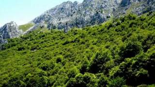 Hayedos de Bodón y Pîco Coto Cabañas