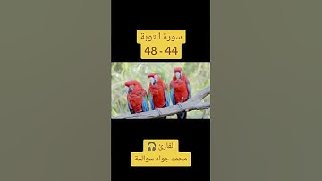 سورة التوبة 44-48: القارئ/محمد جواد سوالمة