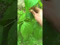 My happy place 😊 #shorts #gardening #viral #vlogs #dailyvlogs #trending #himachal #harvesting
