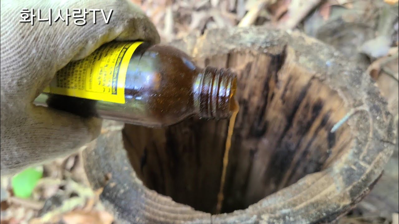 자리벌이 한창다니는 지금 꿀물을 왕창 발라준다!!