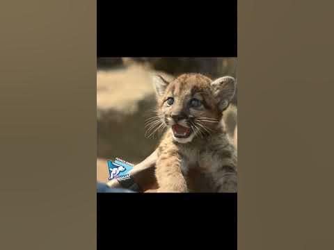 Комедия с крутыми актерами 😻 Фильм находит поисковик GoGiBey #gogibey # ...
