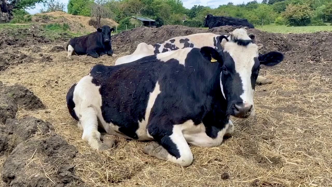 Do Cows Like Music? Hopefield Animal Sanctuary