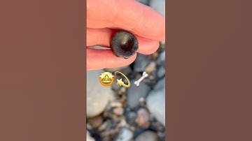 Fossil “Sea Dragon,” backbone SURPRISE⁉️#beachfinds#backbone#fossilhunter