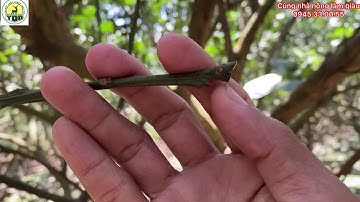 Tại Sao Cắt Cành Nhện Ra Lá | Bưởi Da Xanh