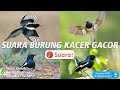 Suara Burung Kacer Gacor Masteran Juara - Kompilasi Durasi Panjang!