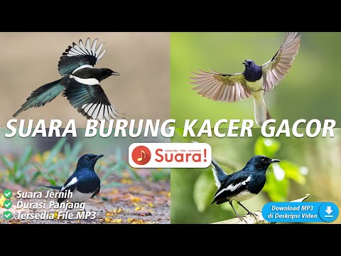 suara-burung-kacer-gacor-masteran-juara---kompilasi-durasi-panjang!