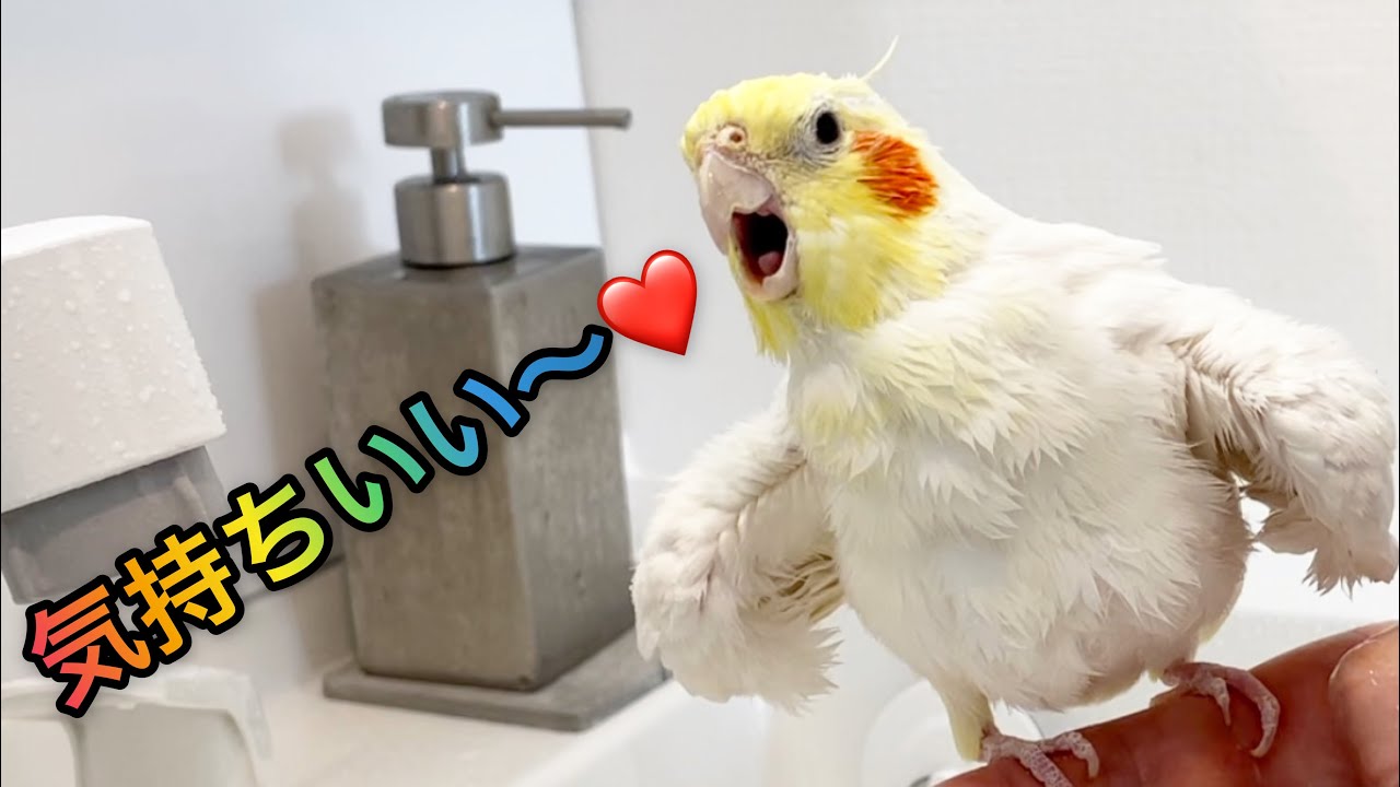 hiyori・新品・やや難あり★オカメインコ・インコ柄浴衣★カリキュロ hiyori・新品・やや難あり☆オカメインコ・インコ柄浴衣☆カリキュロ