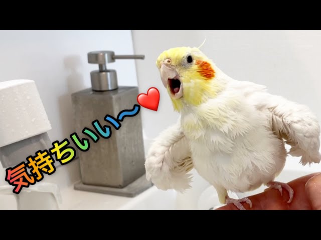 hiyori・新品・やや難あり★オカメインコ・インコ柄浴衣★カリキュロ hiyori・新品・やや難あり☆オカメインコ・インコ柄浴衣☆カリキュロ