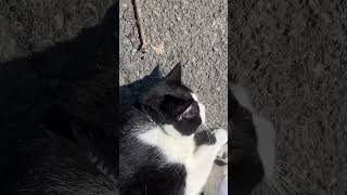 How Dirty Can A Nuggs Get