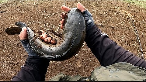 Câu cá lóc ở đập sông Ray | Cá sắt bảy màu đụng hàng