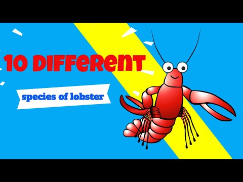 10 different species of lobster | How many different species of lobster are there - Did You Know