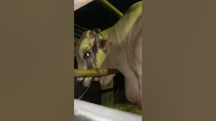 Satrio Borneo sampai surabaya Sapi Qurban @Mafia Gedang #Setia Farm#shorts