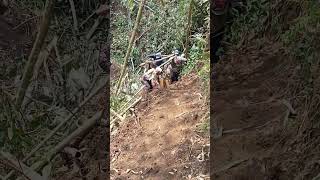 Wao Blandong Kayu Jati Sdanai Jungkir Balik Kepala Nya Sdanai Tertimpa