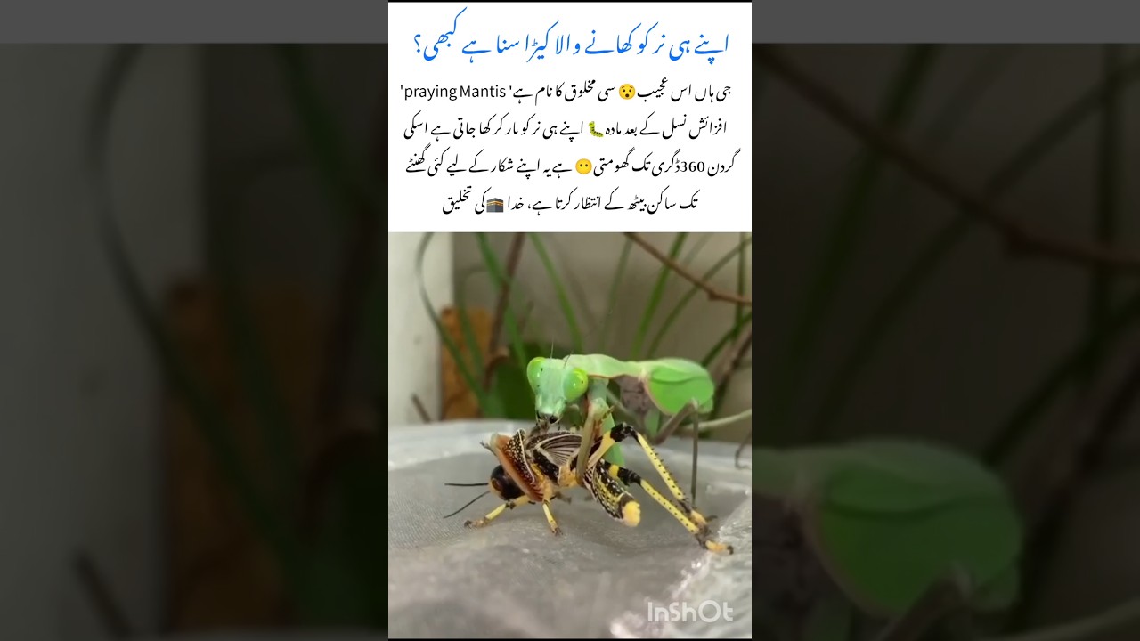 The Insect🦗 That Eats Its Mate Shocking Nature 