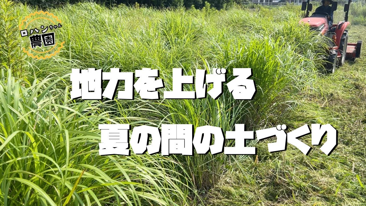 【緑肥】を使った【土づくり】や【雑草】を使った【土づくり】で野菜が元気に育つ！？【農家の家庭菜園】