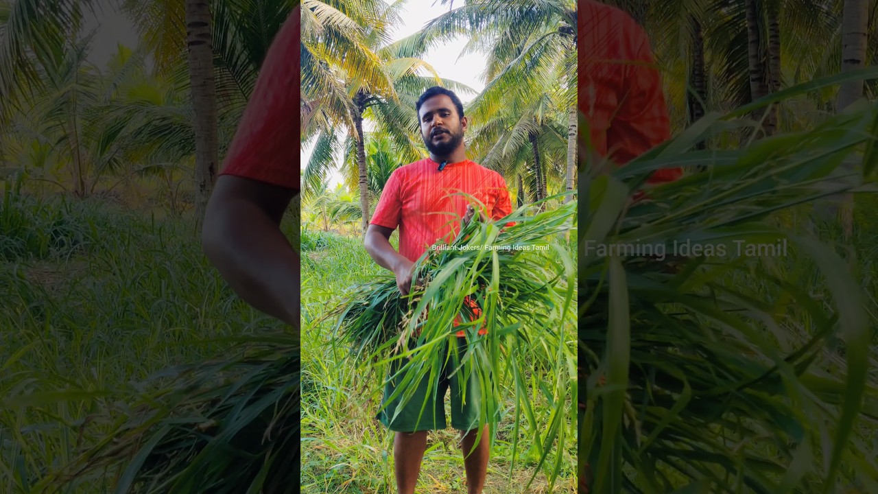 COFS29 vs Cofs31 வித்தியாசங்கள் ⁉️ 