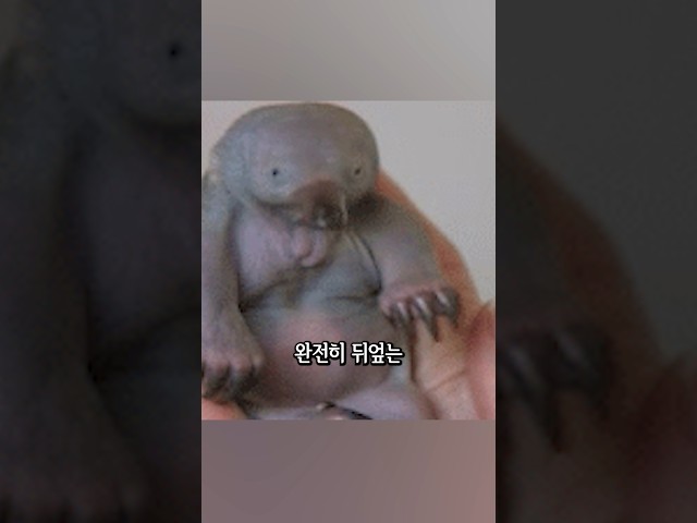 오리너구리 새끼 모습