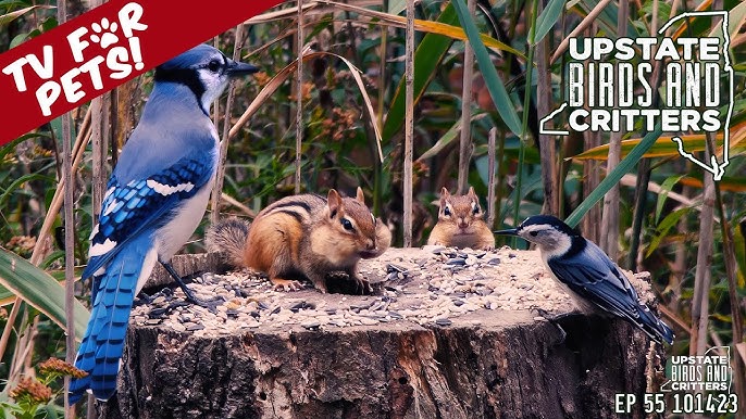 Blue Jay Bird : A Stunning Display of Nature's Beauty #Usapanghayoptv 