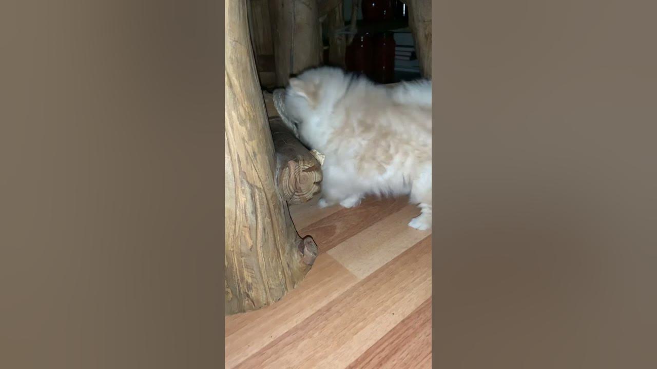 Мальчик красавчик.🐶 - YouTube