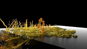 [remade] slime mold simulation via SideFX Houdini