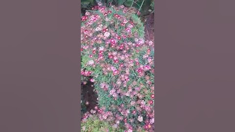 تلاوة عطرة لآيات من سورة الكهف جمعة مباركة تقبل الله منا ومنكم صالح الاعمال وجعل ايامنا كلها أعياد