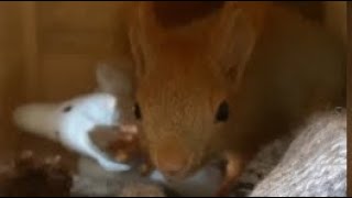 Из жизни маленкого Ричи Белкина🐿️❤️Битва бельчонка синим слоником 🐿️vs🐘 Кто победил?🥇